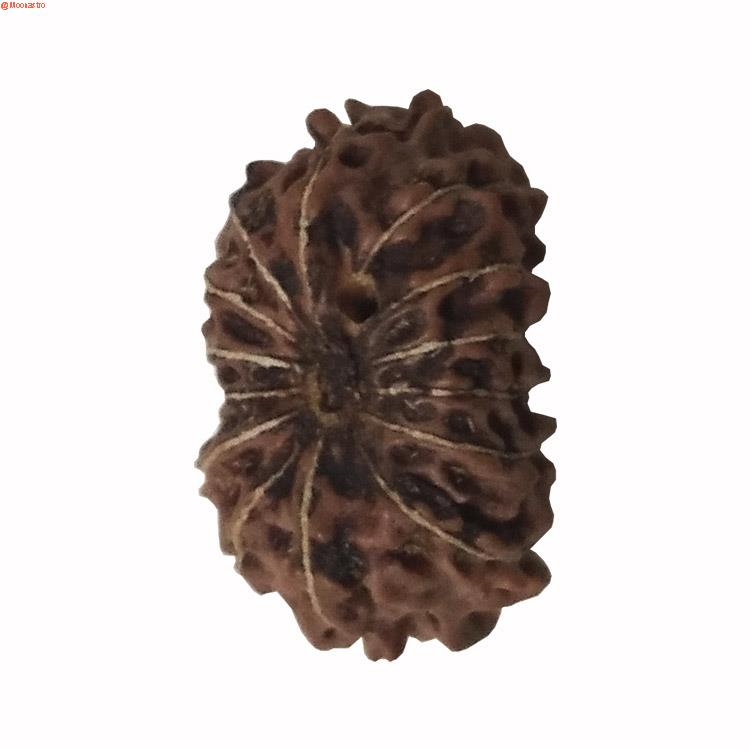 14 mukhi rudraksha